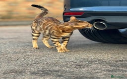 Bengal cats for sale: She very beautiful  - Image 4