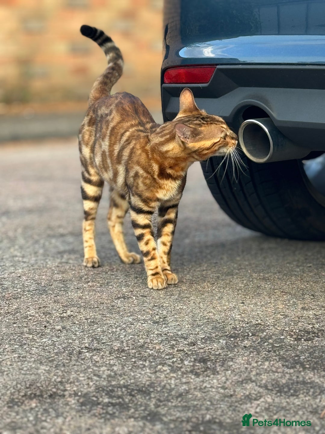 Bengal cats for sale: She very beautiful  - Image 4