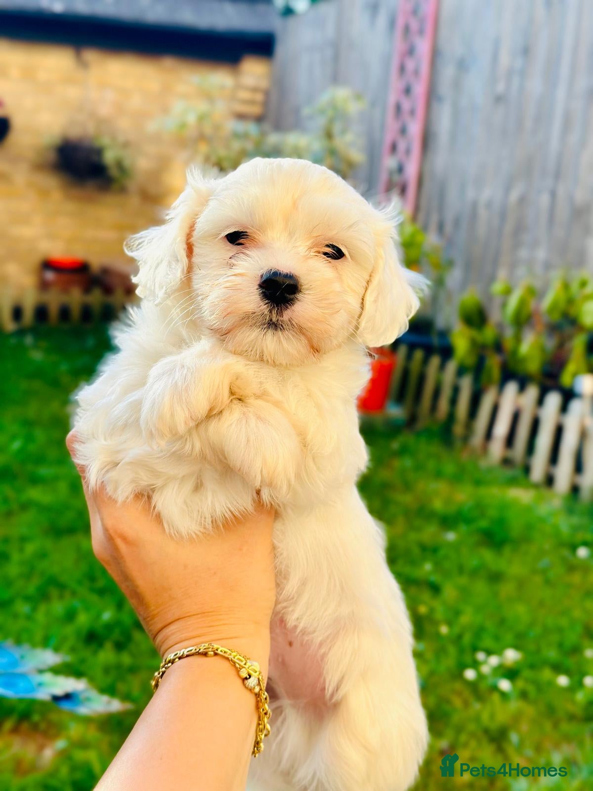 Maltese dogs Beautiful Bichon Maltese Puppies - Advert 1