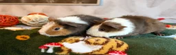 Guinea Pig rodents for sale: Beautiful pure Teddy guinea pigs  - Advert 14