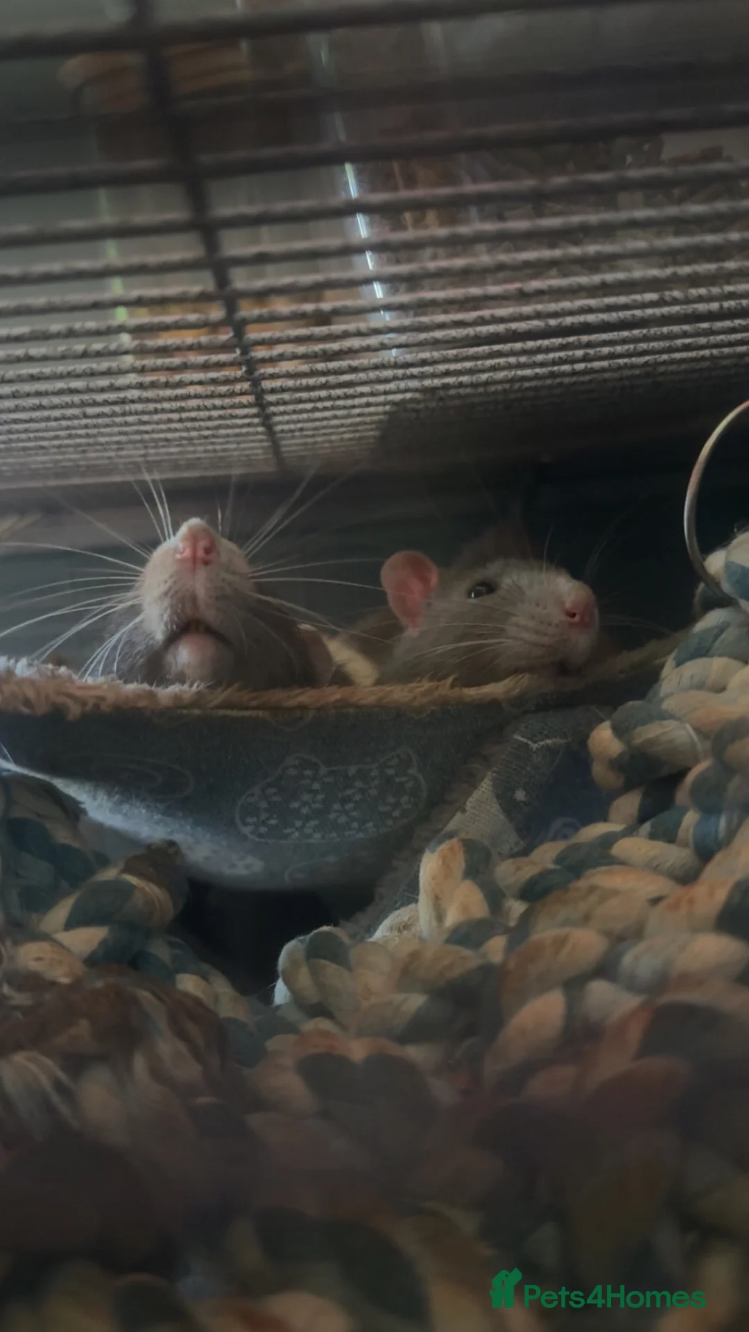 Rat rodents for sale: rats!!! NEED A GOOD HOME NOT JUST ANYONE!!! in Brighton - Advert 5