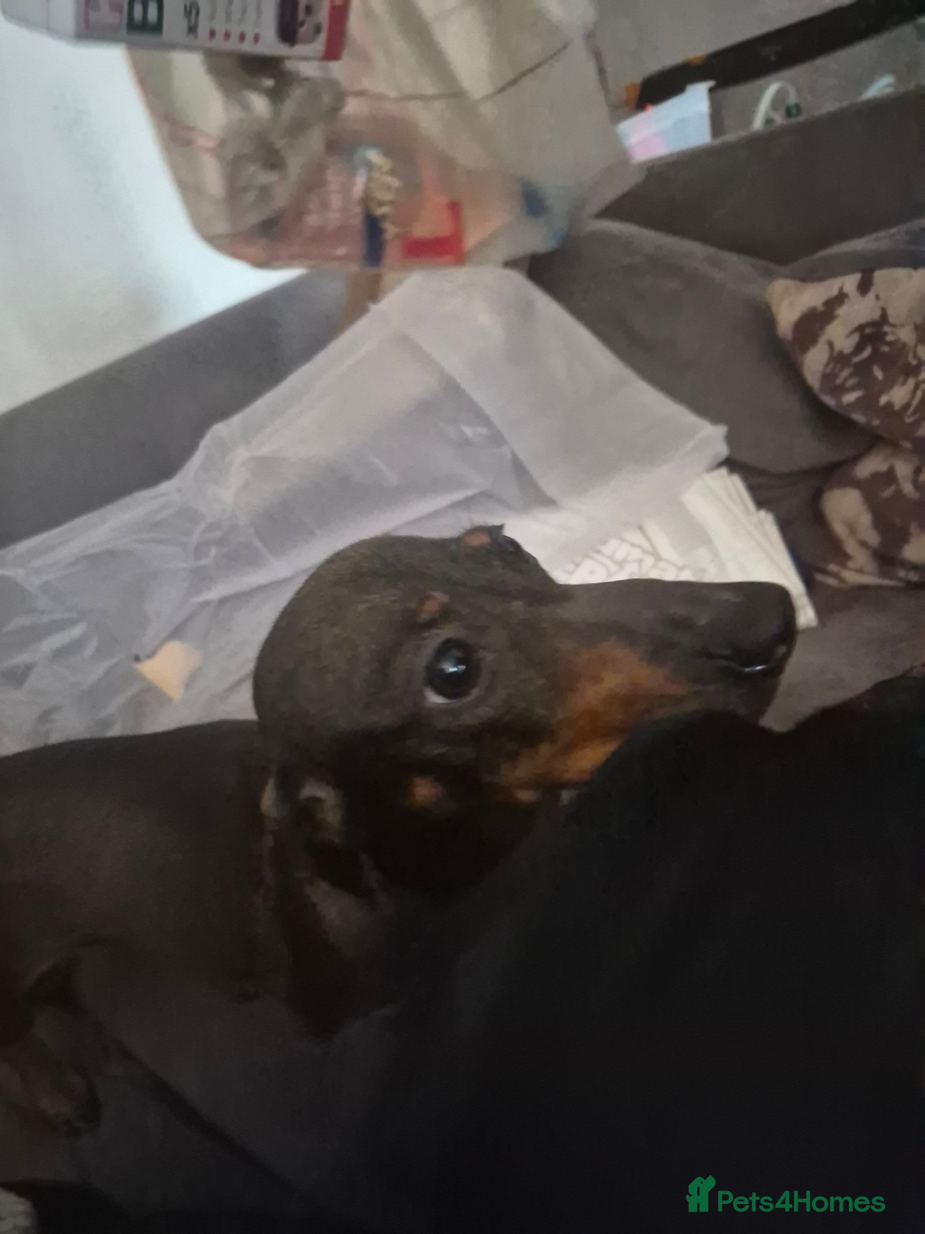 Dachshund dogs Duke and Daisy - Advert 1