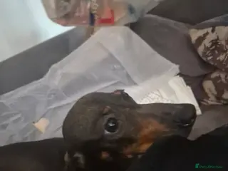 Dachshund dogs Duke and Daisy - Advert 1