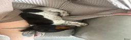 Dachshund dogs for sale: MINIATURE DACHSHUND GIRLS REDUCED READY TO GO - Advert 8