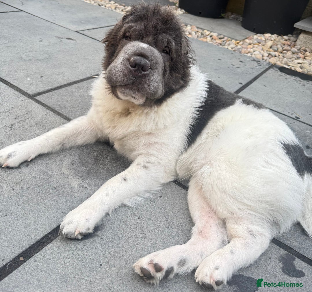 Shar Pei dogs for stud: Bear coat flowered Shar Pei STUD - Advert 4