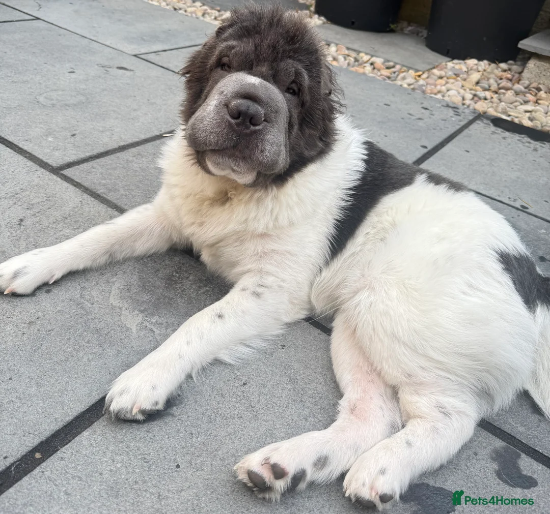 Shar Pei dogs for stud: Bear coat flowered Shar Pei STUD - Advert 4