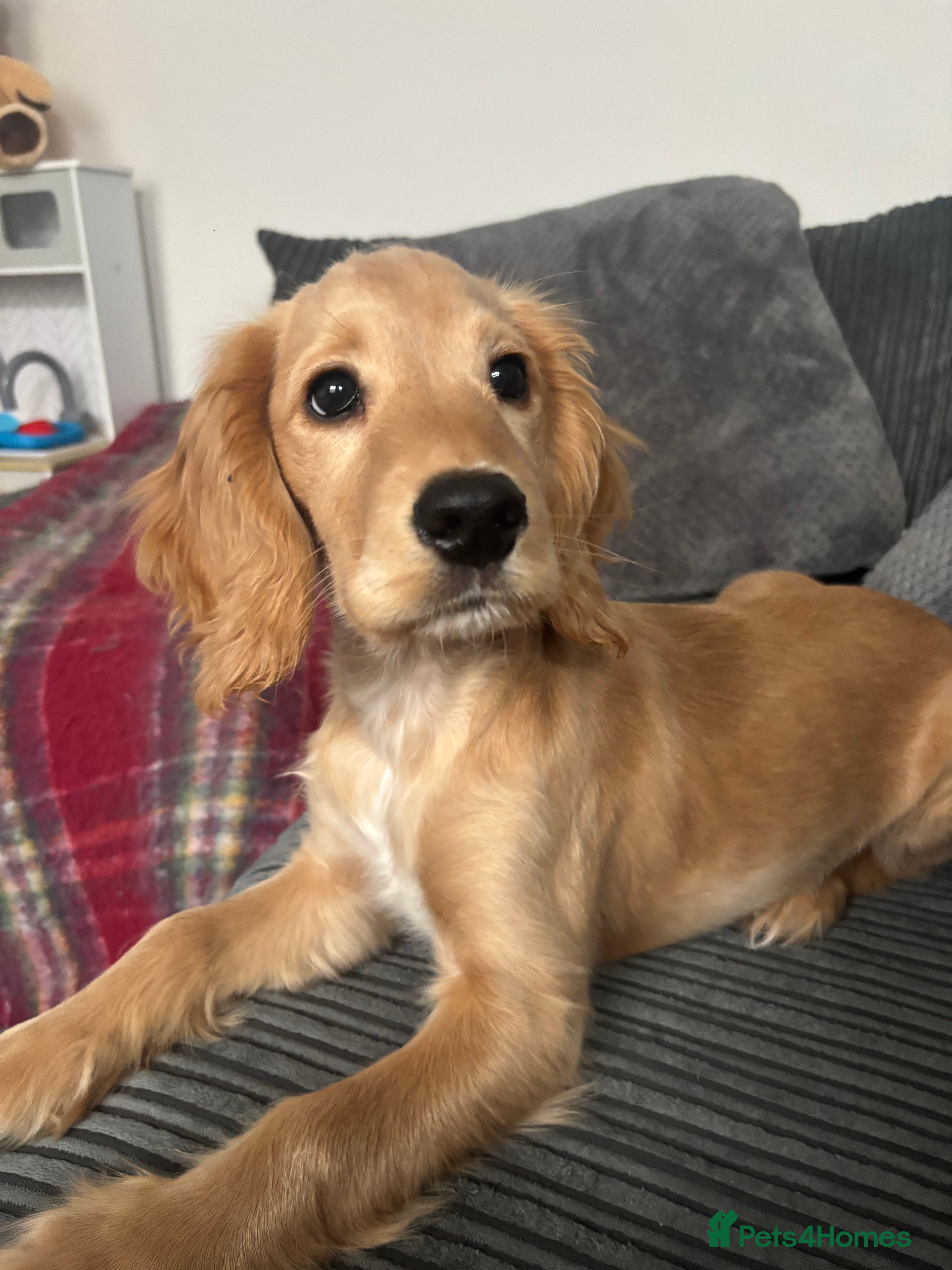 Cocker Spaniel dogs Golden Show Cocker Spaniel - Advert 1