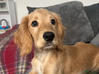 Cocker Spaniel dogs Golden Show Cocker Spaniel - Advert 1