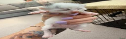 Mixed Breed cats for sale: Maine coon cross kittens  - Advert 17