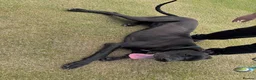 Great Dane dogs for stud: Proven KC Registered Great Dane for Stud - Advert 2