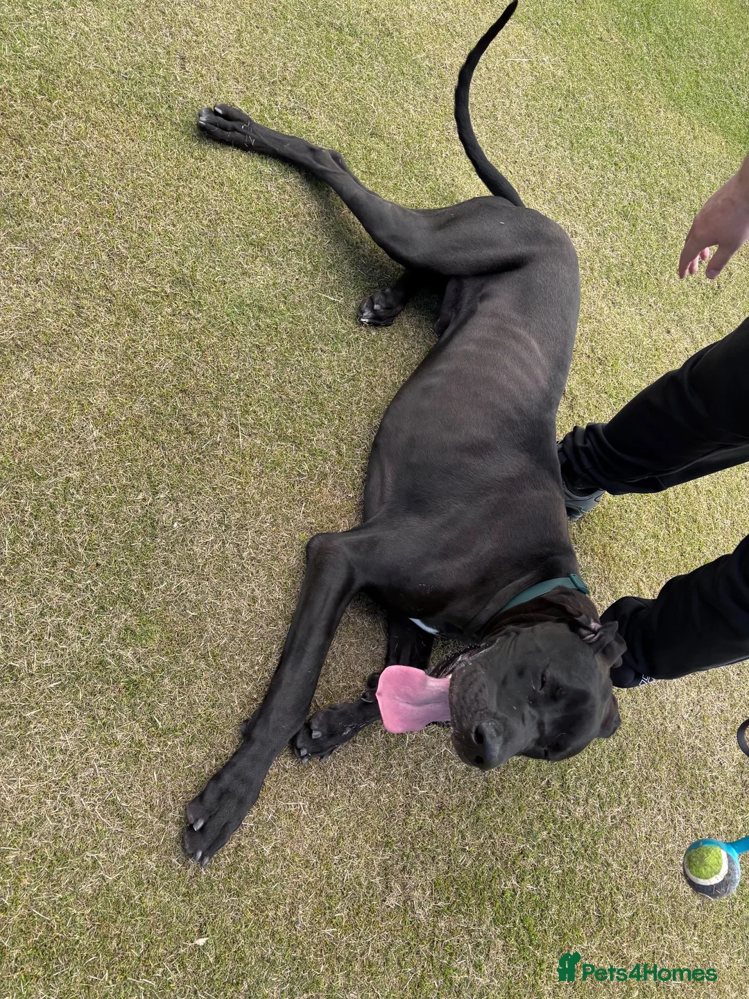 Great Dane dogs for stud: Proven KC Registered Great Dane for Stud - Advert 2