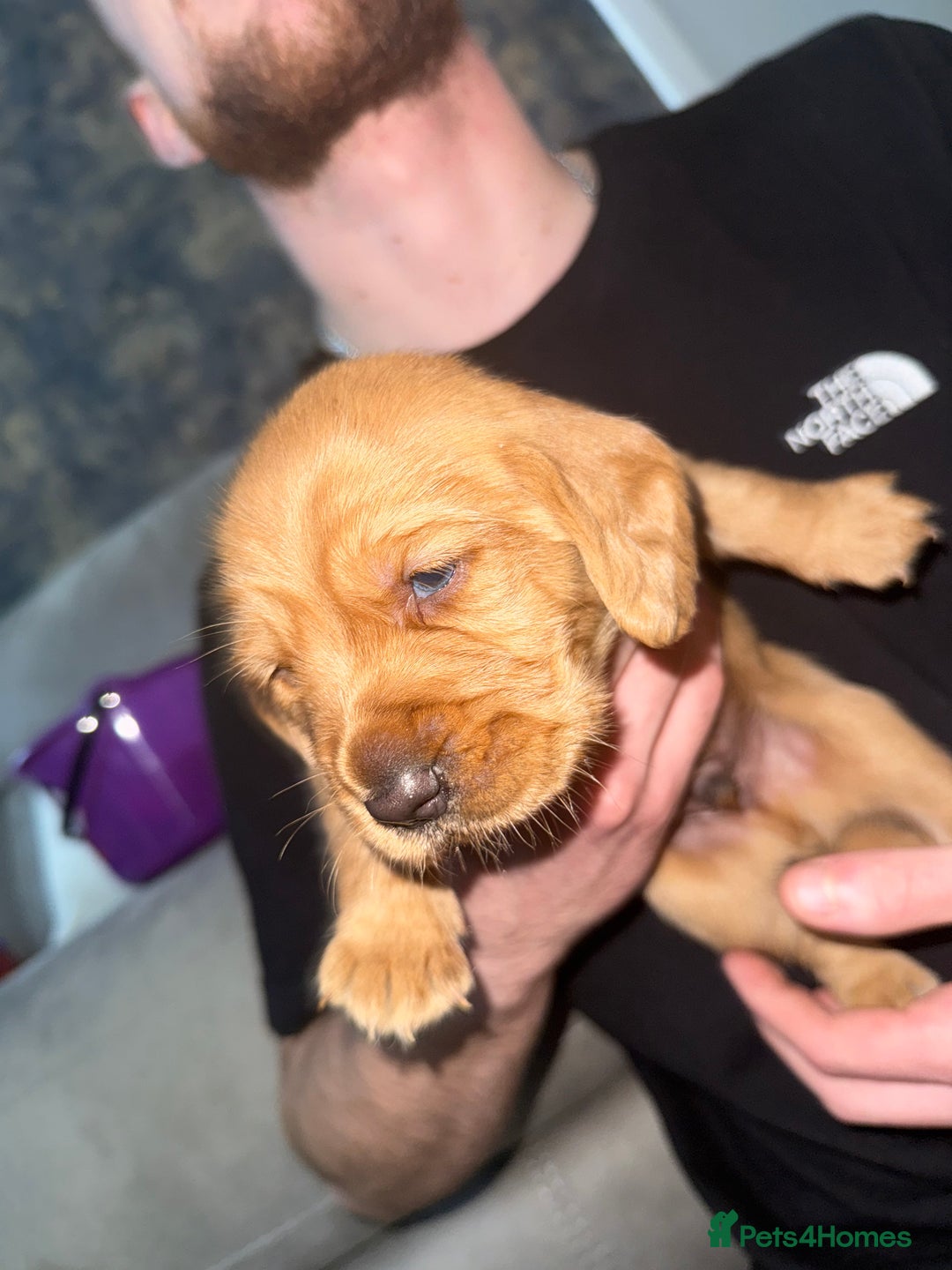 Cockerdor dogs for sale: FOX RED COCKERDOR PUPS  - Advert 10