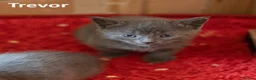 Mixed Breed cats for sale: 2 Affectionate British Shorthair Cross Kittens - Advert 16