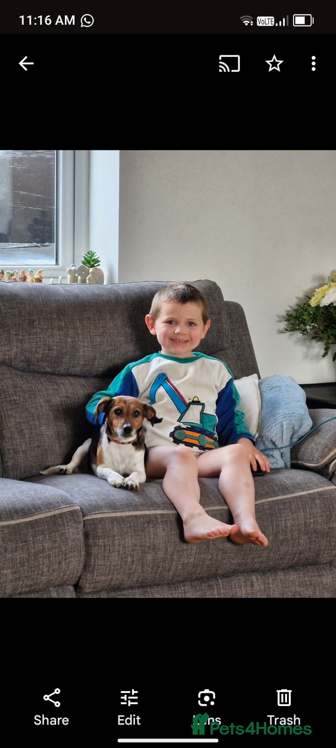 Jack Russell dogs for sale: Jack russell puppies - Advert 16