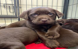 Labrador Retriever dogs for stud: Health Tested KC Registered Chocolate Labrador  in Wisbech - Image 9