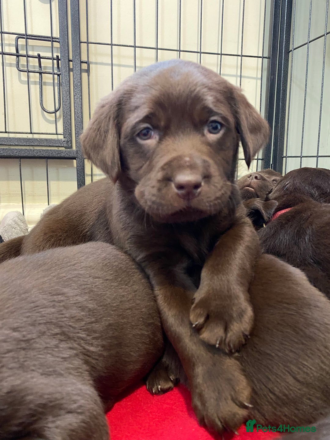 Labrador Retriever dogs for stud: Health Tested KC Registered Chocolate Labrador  in Wisbech - Image 9