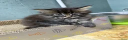 Maine Coon cats for sale: Mainecoon x  - Advert 15