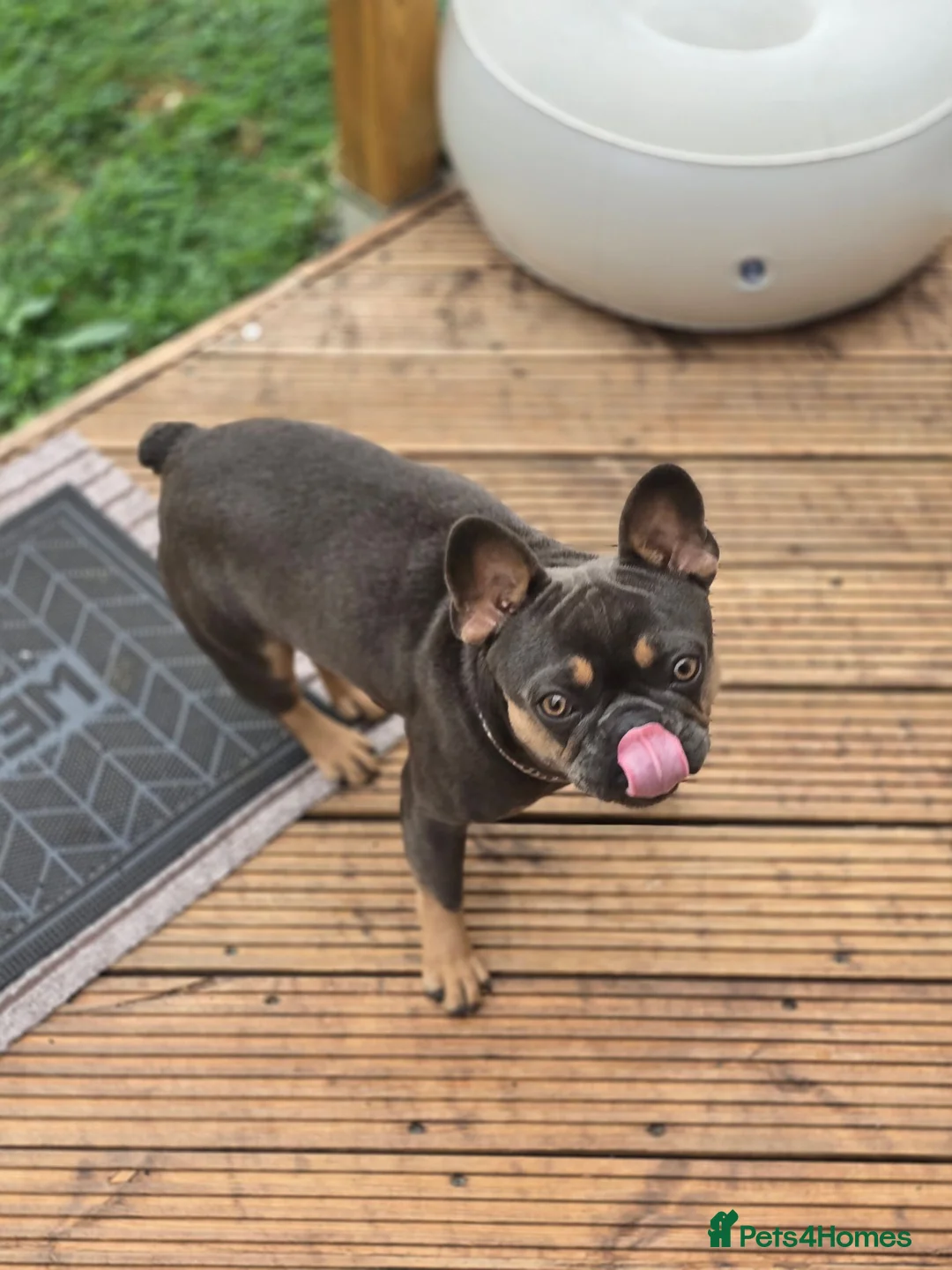 French Bulldog dogs for sale: "Pumba" French Bulldog  - Advert 4