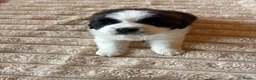 Saint Bernard dogs for sale: 4 beautiful kc reg st bernerd puppies. in Wisbech - Advert 6