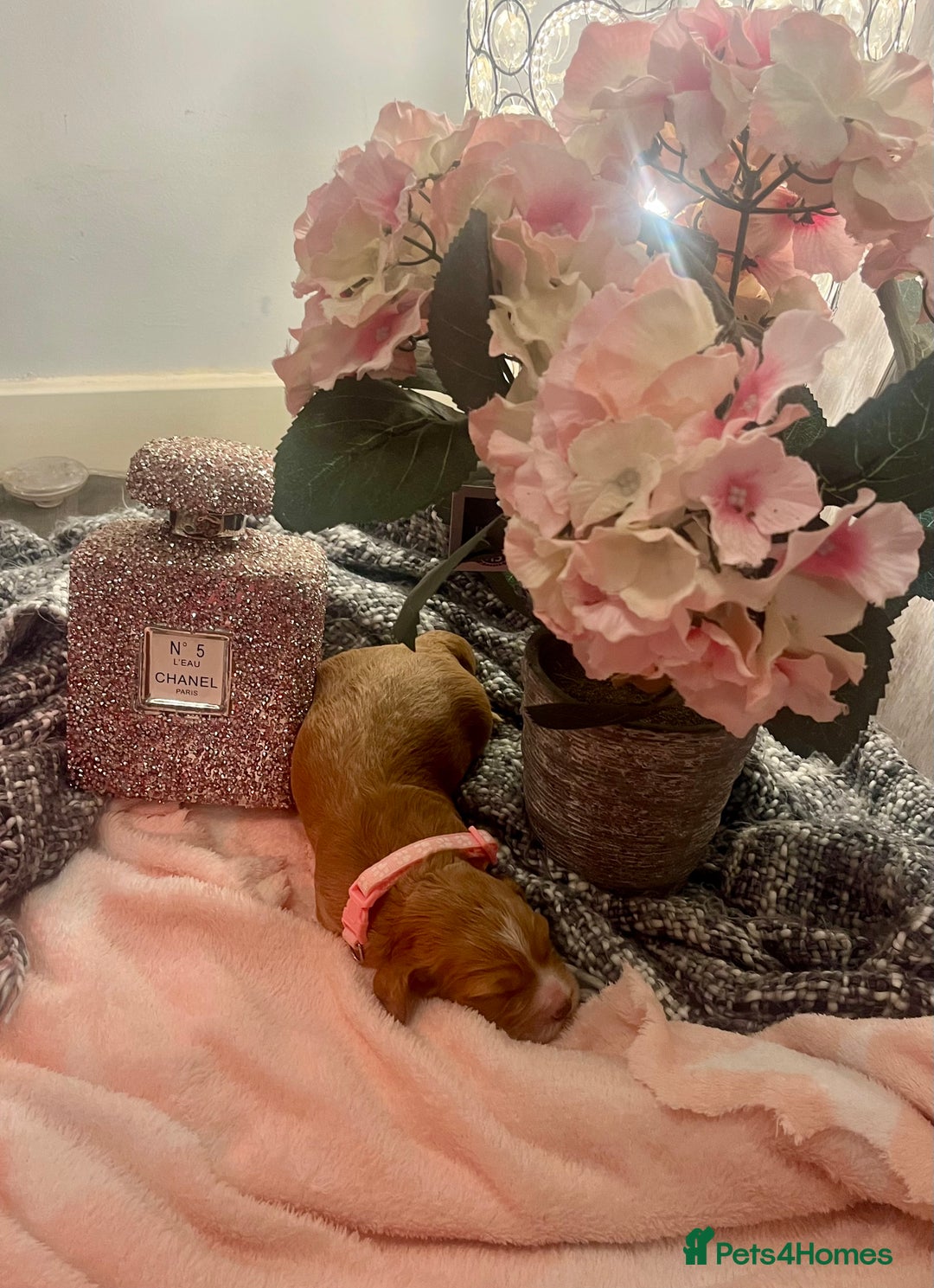 Cocker Spaniel dogs for sale: Pedigree Cocker Spaniel Puppies Fir Sale  - Advert 12