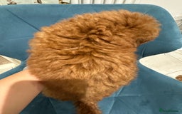 Miniature Poodle dogs for sale: lovely miniature poodle puppies - Image 20
