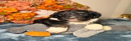 Bernedoodle dogs for sale: F1 tri-color bernedoodle pups - Advert 11