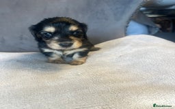 Miniature Dachshund dogs for sale: My last little man longhaired miniature dachshund in Houghton le Spring - Image 11