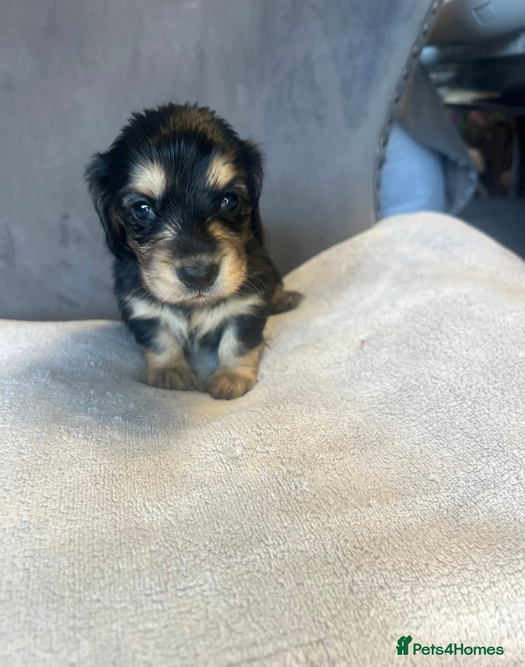 Miniature Dachshund dogs for sale: My last little man longhaired miniature dachshund in Houghton le Spring - Image 11