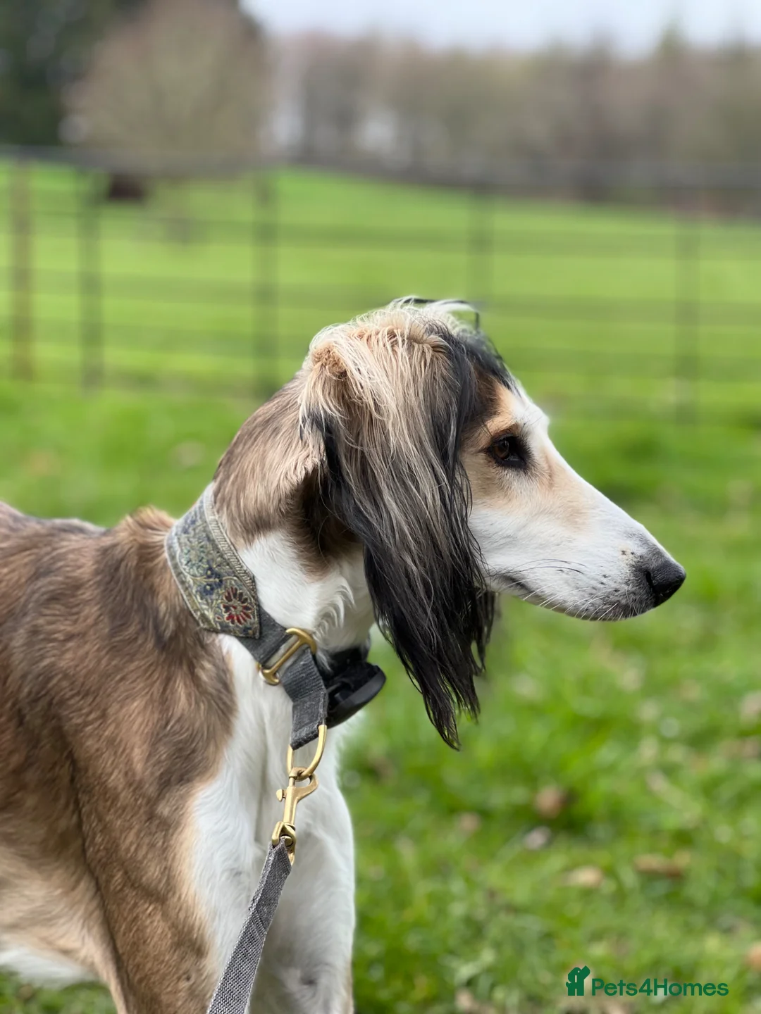 Saluki dogs for stud: KC reg Saluki for Stud - Advert 2