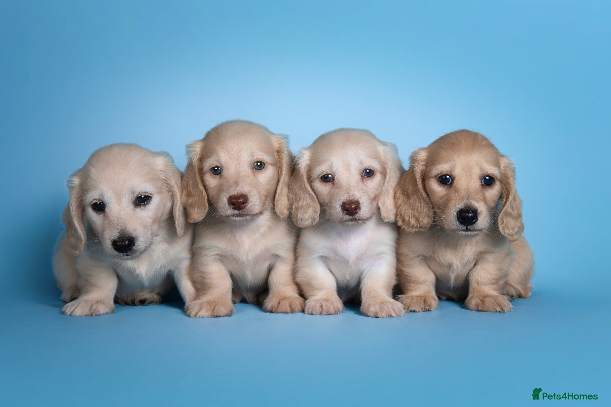 Miniature Dachshund dogs Cream Longhaired Miniature Dachshund - Advert 1