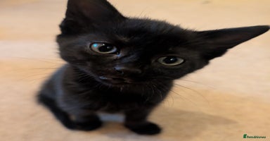 Mixed Breed cats - Advert 10