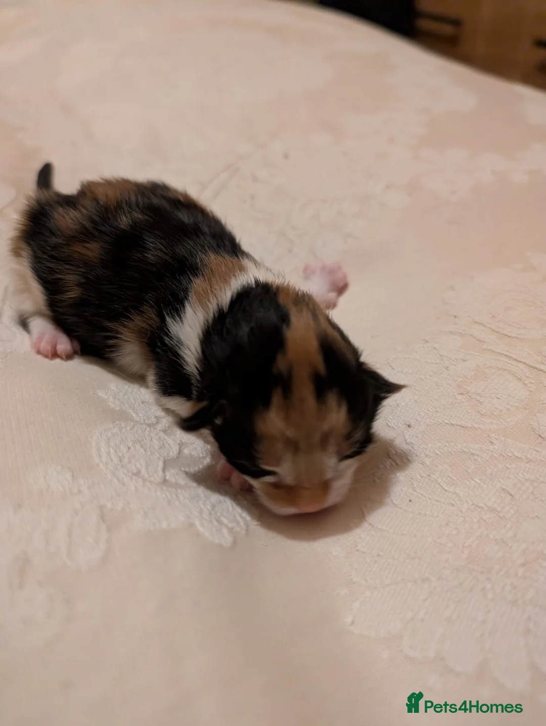 Maine Coon cats for sale: MAINCOON X - Advert 1