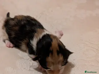 Maine Coon cats MAINCOON X - Advert 1