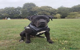 Cane Corso dogs for stud: Beautiful cane corso  - Image 1