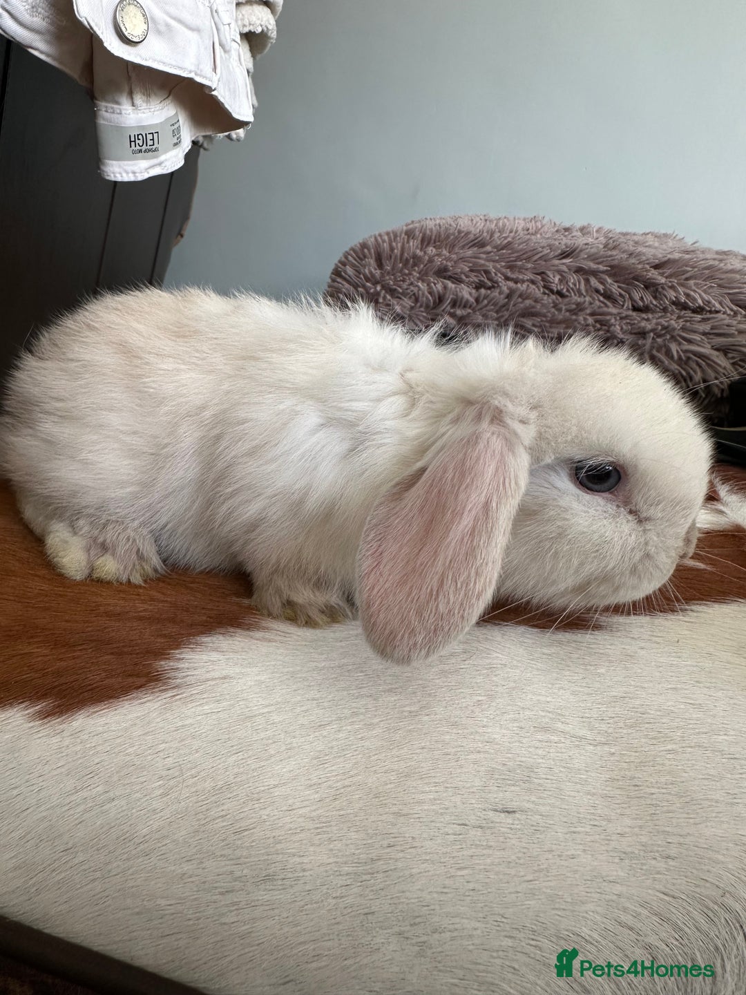 Mini Lop rabbits for sale: Lovely pair of mini lops. - Advert 15