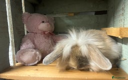 Mini Lion Lop rabbits for sale: Lovely litter of mini lion lop rabbits for sale  - Image 4