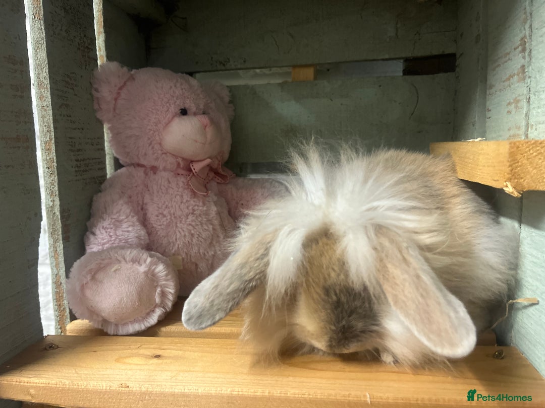 Mini Lion Lop rabbits for sale: Lovely litter of mini lion lop rabbits for sale  - Image 4