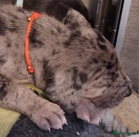 Great Dane dogs Exceptional pups, extensively health tested parent - Advert 3