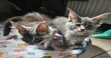 Maine Coon cats - Advert 13