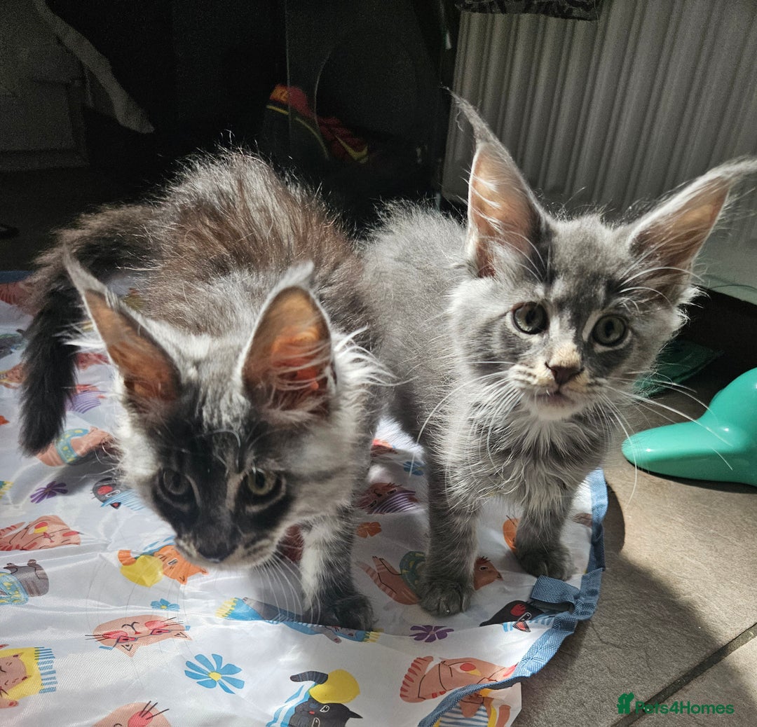 Maine Coon cats for sale: 💖READY NOW💖health tested 💖pure pedigree - Image 3
