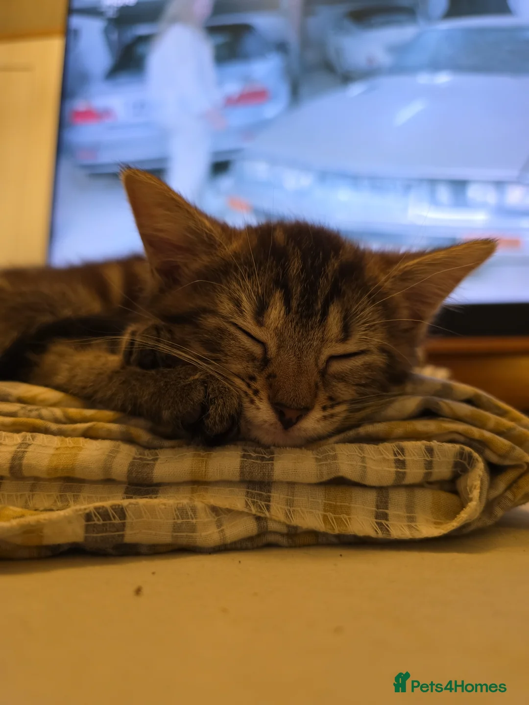 Mixed Breed cats for sale: 2 little girls  - Advert 1