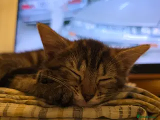 Mixed Breed cats 2 little girls - Advert 3