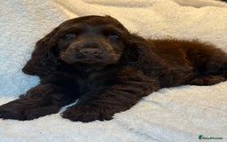 Cocker Spaniel dogs for sale: KC Show Cocker Spaniel boy fully vaccinated  - Image 6