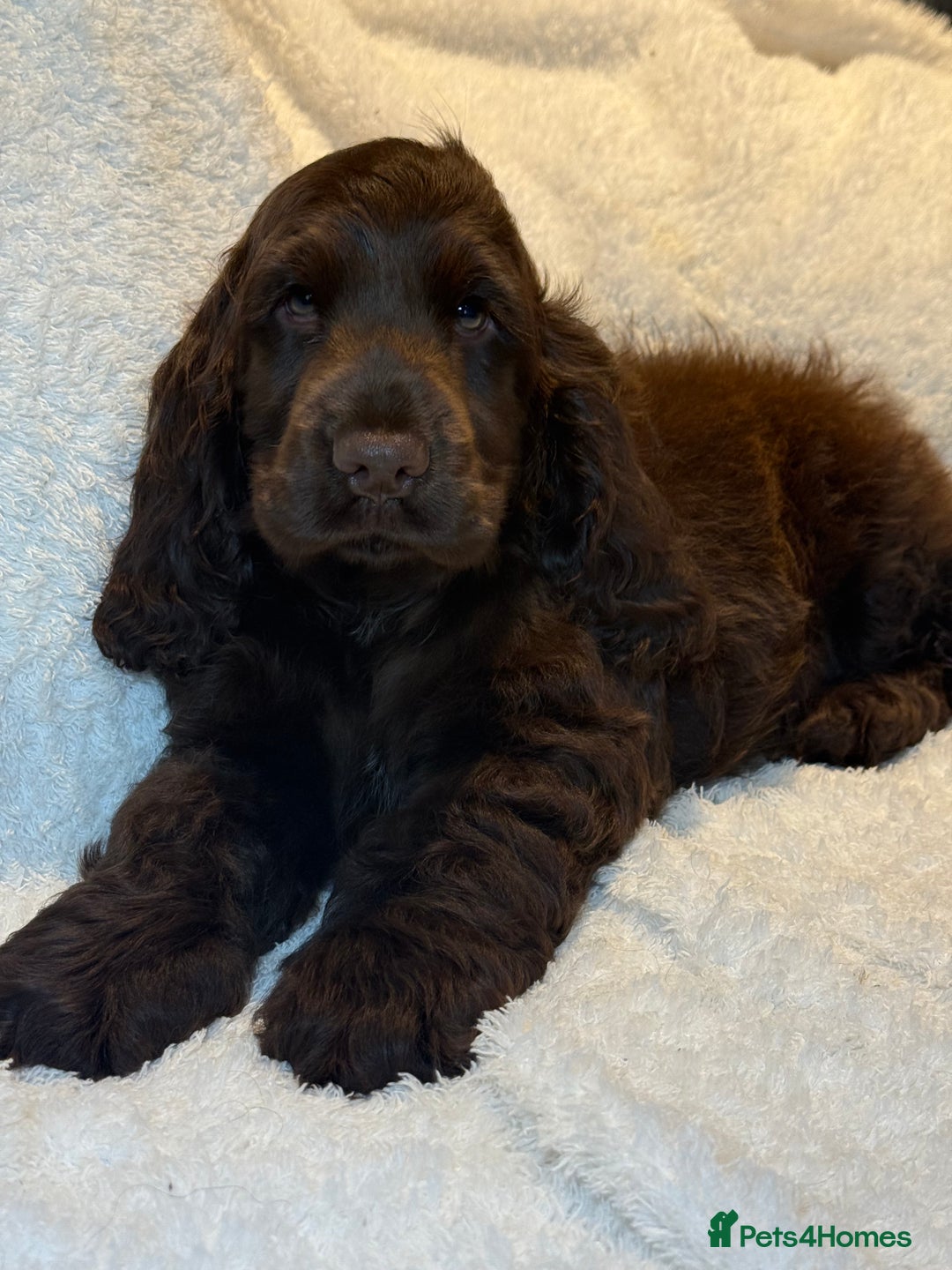 Cocker Spaniel dogs for sale: KC Show Cocker Spaniel boy fully vaccinated  - Image 6