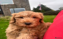 Labradoodle dogs for sale: Beautiful healthy labradoodle puppies  - Image 2