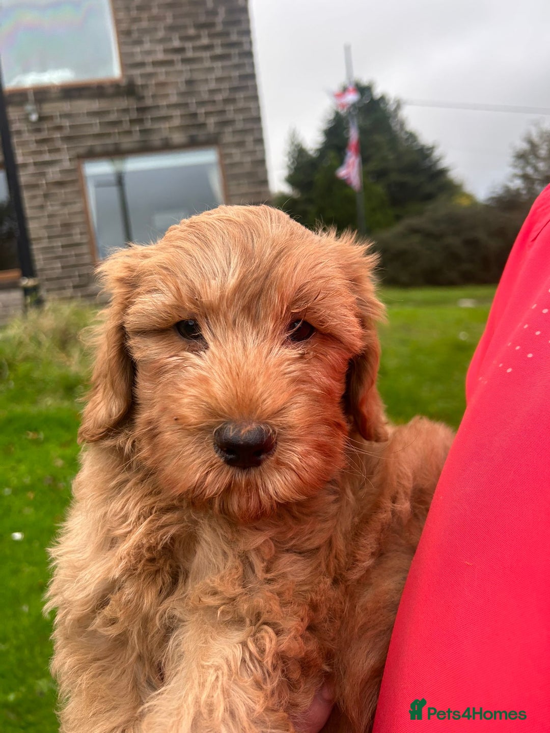 Labradoodle dogs for sale: Beautiful healthy labradoodle puppies  - Image 2