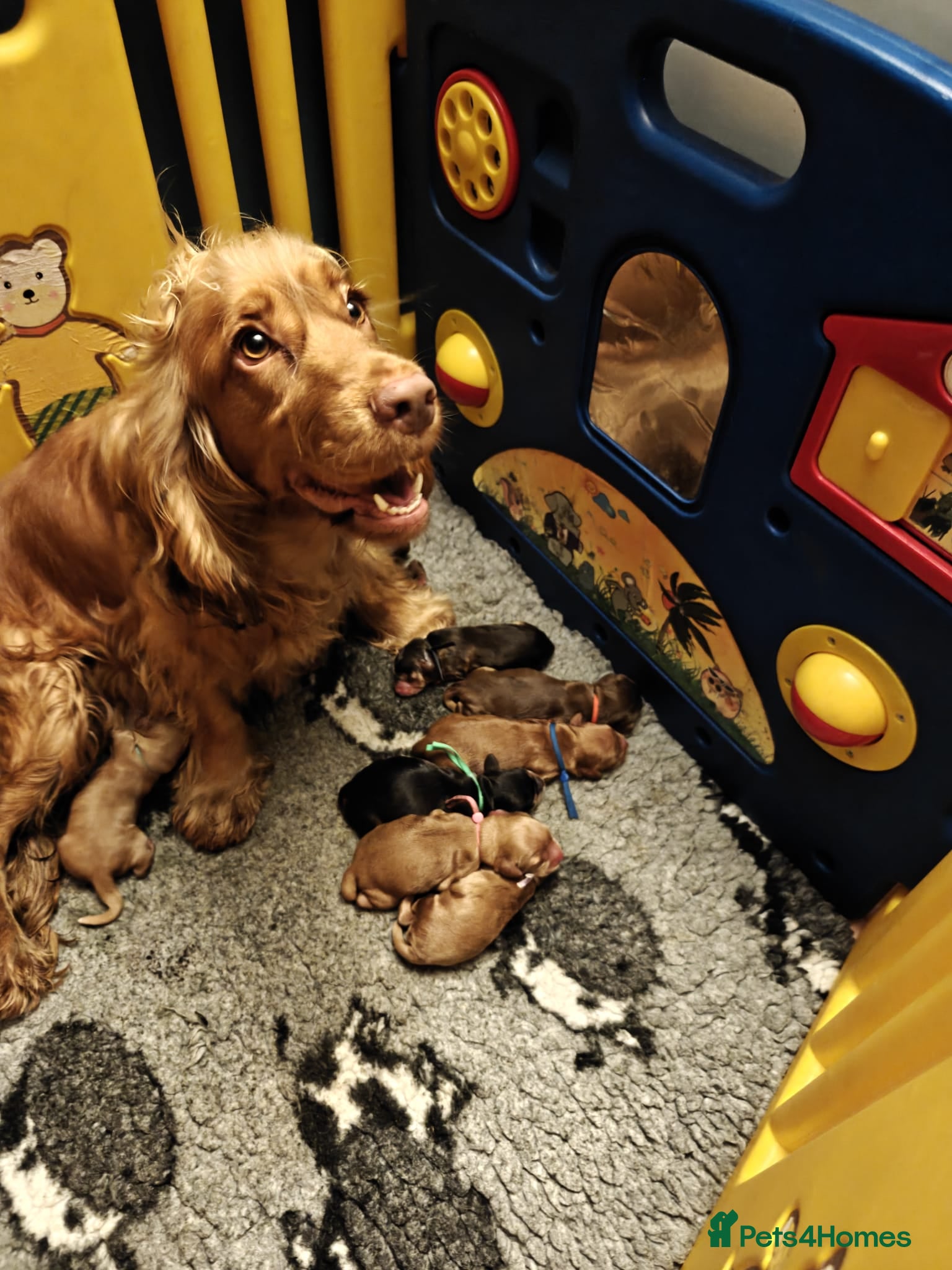 Cocker Spaniel dogs Stunning KC Show Cocker Spaniels - Advert 6