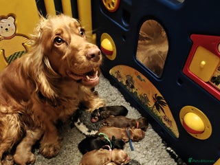 Cocker Spaniel dogs Stunning KC Show Cocker Spaniels - Advert 4