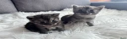 Egyptian Mau cats for sale: TICA Reg.Exceptional SILVER SMOKE EgyptianMAUxBeng - Advert 7