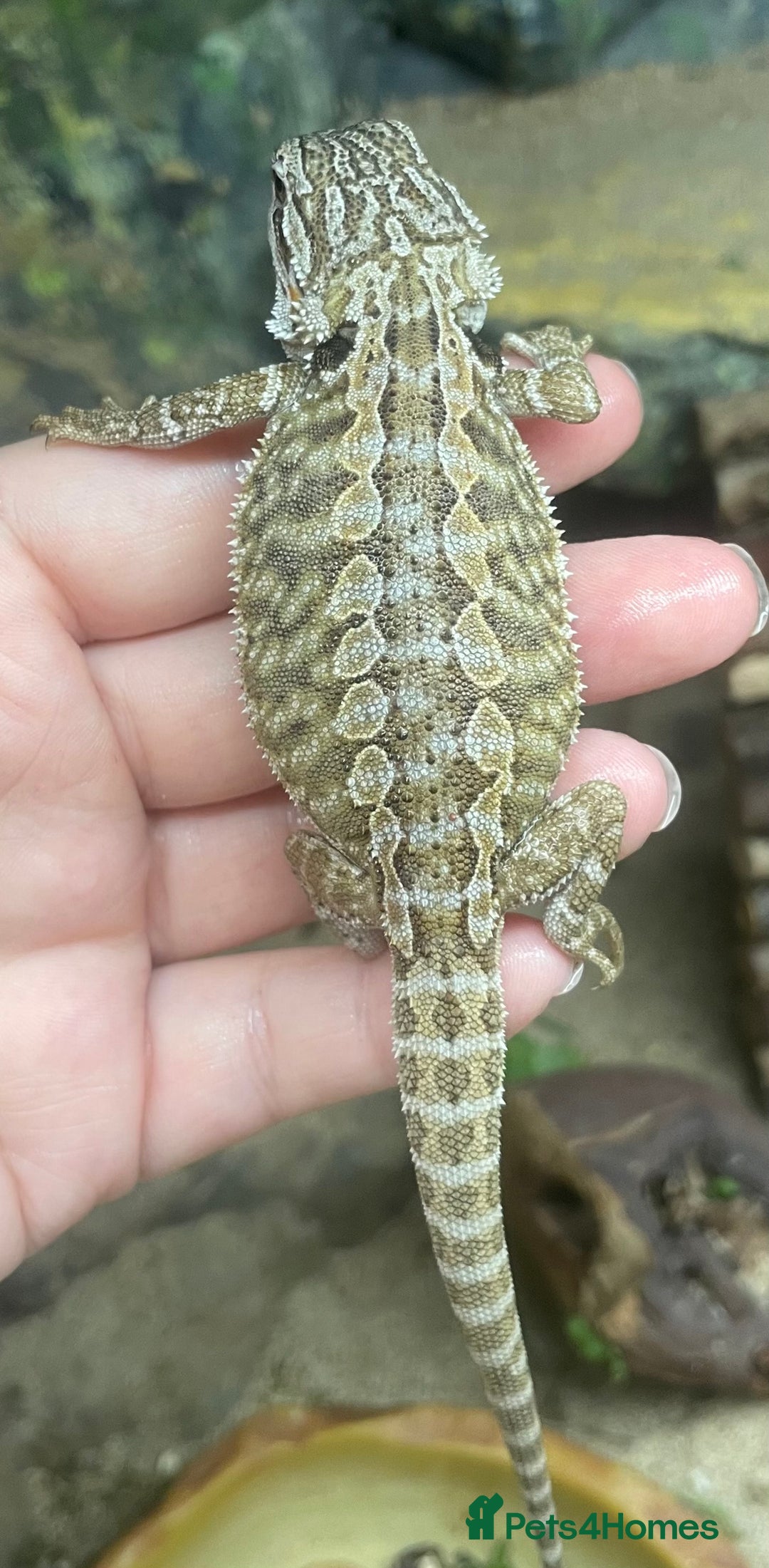 Bearded Dragon reptiles for sale: !!!3 Left!!! Baby Red Leatherback Bearded Dragons - Image 7
